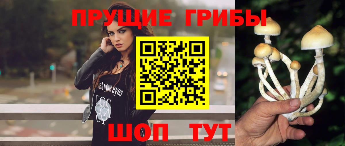 Кингисепп  Псилоцибиновые грибы Psilocybine cubensis  Вход с VPN 